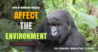 Mountain Gorillas' Ecological Impact: Shaping Forests and Biodiversity