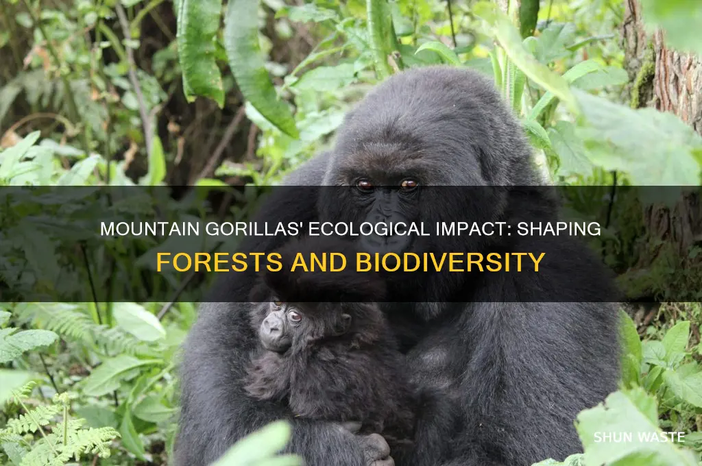 how do mountain gorillas affect the environment