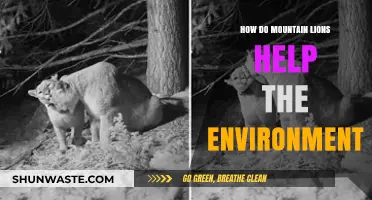 Mountain Lions: Vital Predators Sustaining Ecosystem Balance and Biodiversity