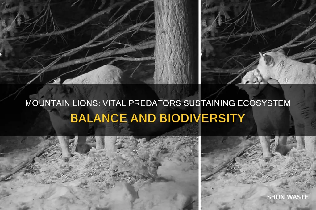 how do mountain lions help the environment