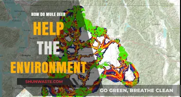 Mule Deer's Vital Role in Ecosystem Balance and Environmental Health
