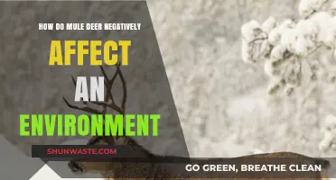 Mule Deer Overpopulation: Environmental Impacts and Ecosystem Disruption Explained