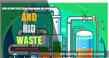 Nutrient Uptake and Waste Removal in Multicellular Organisms Explained