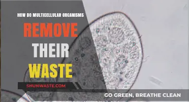 Efficient Waste Removal Systems in Multicellular Organisms Explained