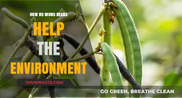 Mung Beans: Eco-Friendly Superfood Boosting Soil Health and Sustainability