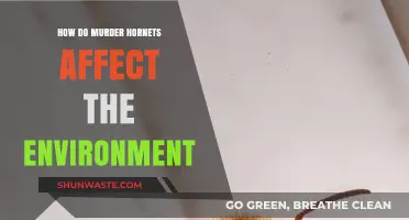 Murder Hornets' Environmental Impact: Threats to Ecosystems and Biodiversity Explained