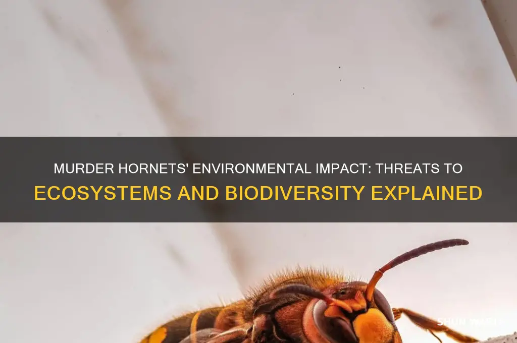 how do murder hornets affect the environment