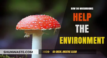 Mushrooms' Eco-Friendly Impact: Boosting Soil, Biodiversity, and Climate Health