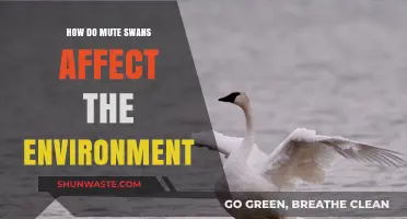 Mute Swans' Environmental Impact: Ecosystem Disruption and Biodiversity Concerns