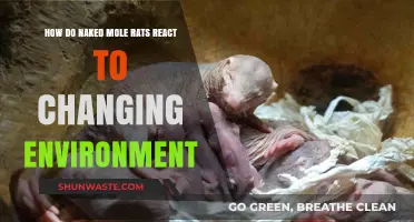 Naked Mole Rats' Resilience: Adapting to Environmental Shifts and Challenges
