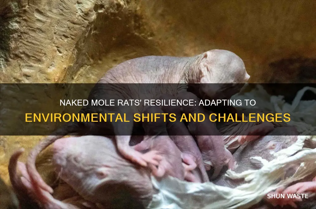 how do naked mole rats react to changing environment