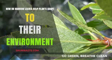 Narrow Leaves: Nature's Strategy for Plant Survival and Adaptation