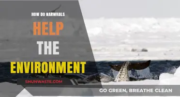 Narwhals' Vital Role in Maintaining Arctic Ecosystem Health and Balance
