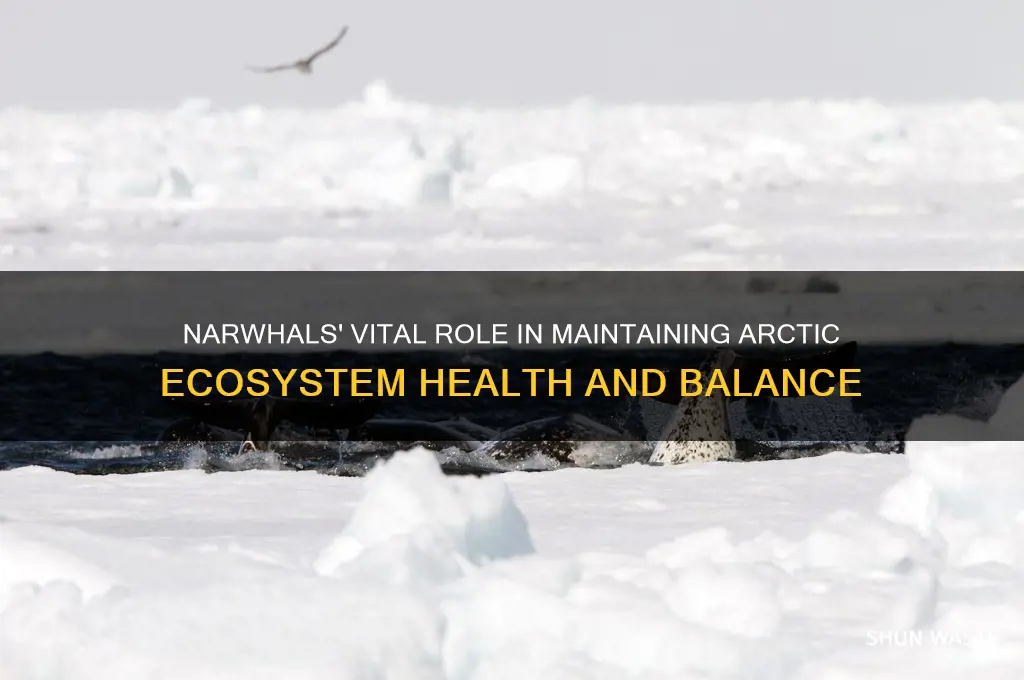 how do narwhals help the environment