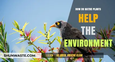 Native Plants: Boosting Biodiversity and Restoring Ecosystem Health Naturally