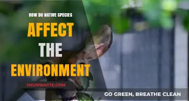 Native Species' Role in Shaping and Balancing Ecosystems Explained