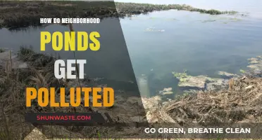 Local Ponds: Sources of Pollution and Contamination