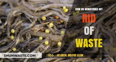 Nematode Waste Disposal: Unveiling Their Unique Excretion Mechanisms