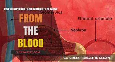 How Nephrons Efficiently Filter Waste Molecules from Blood