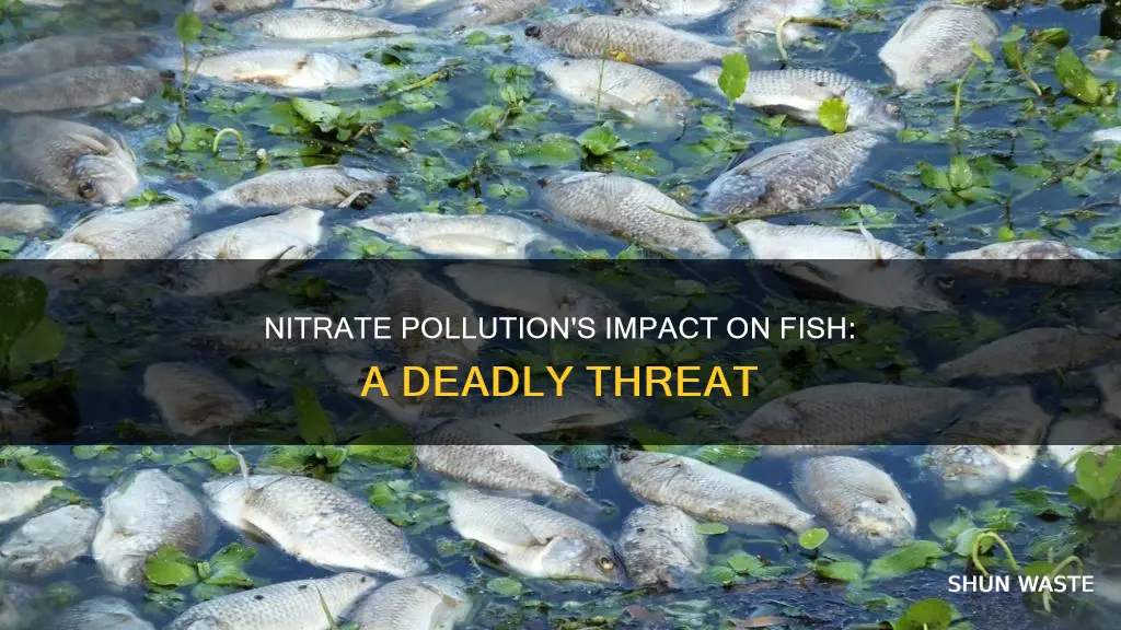 how do nitrate pollution affect fish