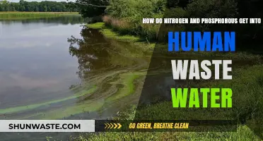 Sources of Nitrogen and Phosphorus in Human Wastewater Explained