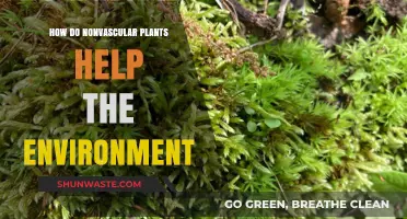 Nonvascular Plants: Unsung Heroes in Sustaining Our Environment
