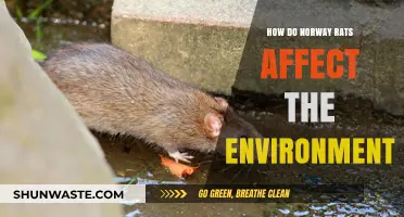 Norway Rats' Environmental Impact: Threats to Ecosystems and Biodiversity Explained