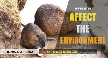Nutria's Environmental Impact: Habitat Destruction, Erosion, and Ecosystem Disruption Explained