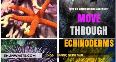 Echinoderm Circulation: Nutrient, Gas, and Waste Transport Mechanisms Explained