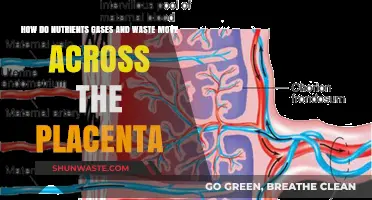 Placental Exchange: Nutrients, Gases, and Waste Transport Across the Placenta