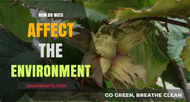 Nuts and Nature: Environmental Impact of Nut Production Explained
