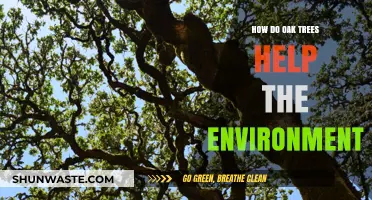 Oak Trees: Environmental Heroes in Carbon Sequestration and Biodiversity