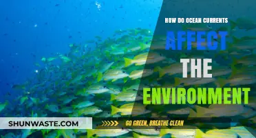 Ocean Currents' Impact: Shaping Ecosystems and Global Climate Patterns