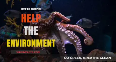 Octopus Eco-Heroes: Their Vital Role in Marine Ecosystems