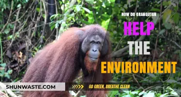 Orangutans: Vital Guardians of Rainforest Ecosystems and Biodiversity