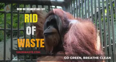 Orangutan Waste Disposal: Nature's Unique Methods Explained Simply