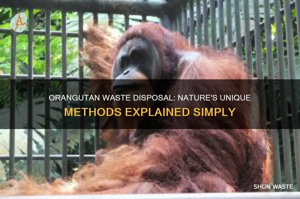 how do orangutans get rid of waste