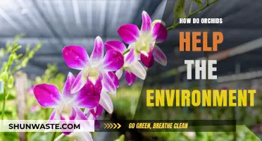 Orchids' Eco-Impact: Enhancing Biodiversity, Air Quality, and Ecosystem Health