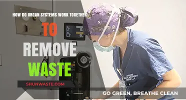 How Organ Systems Collaborate to Eliminate Waste Efficiently