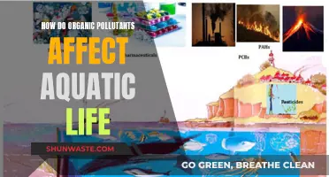 Organic Pollutants: Aquatic Life's Unseen Threat