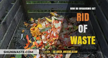 Efficient Waste Disposal: How Organisms Eliminate Toxins and Byproducts