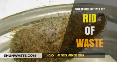 Osteichthyes Waste Elimination: Understanding How Bony Fish Excrete Toxins