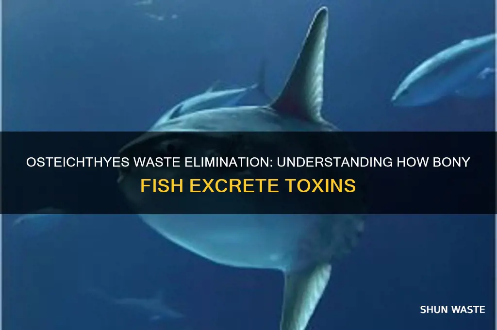 how do osteichthyes get rid of waste