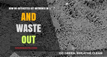 Osteocytes' Nutrient Supply and Waste Removal: A Cellular Survival Mechanism