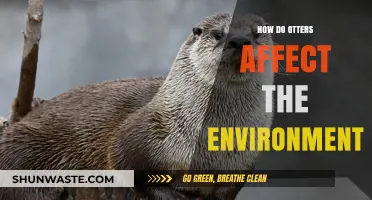 Otters' Ecological Impact: Shaping Wetlands and Coastal Ecosystems
