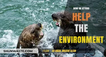Otters' Vital Role: How These Playful Creatures Protect Ecosystems