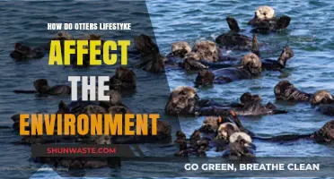 Otters' Lifestyle Impact: Shaping Ecosystems and Environmental Balance