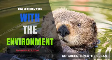 Otters' Eco-Friendly Role: How They Shape and Sustain Environments