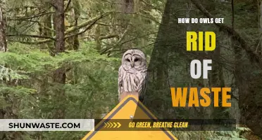 How Owls Efficiently Eliminate Waste: Nature's Silent Cleanup Secrets