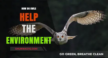 Silent Guardians: How Owls Protect Ecosystems and Benefit Our Environment